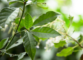 Psychotria-Viridis-leafs.-One-of-the-Ayahuasca-plants